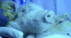 Glow and behold - green piglets