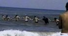 Islanders to receive awards for beach rescue