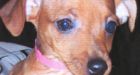 One-testicled pooch stolen