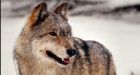 Proposed Alberta wolf cull misguided