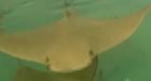 Calgary Zoo stingrays may have been poisoned