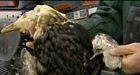 Ducks die in oily Sask. pond