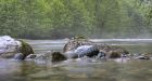 Single salmon offers hope of reviving Coquitlam run