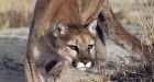 Banff tourists get a real dose of wild