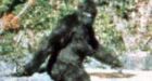 '8 ft' Sasquatch spotted in Manitoba