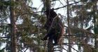 Another aggressive bear shot in Coquitlam, B.C.