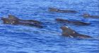 Military to probe Arctic blast that killed whales