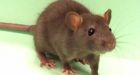 Rat problem rising in Vancouver, pest controllers say