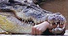Animal revenge