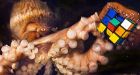 Octopus is really a hexopus, scientists discover