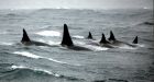 Baby orca calf cheers marine researchers