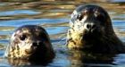 Native fishermen call for right to shoot nuisance seals