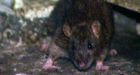 TransLink brings in exterminators to deal with rat problem