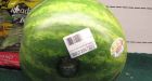 What a melon: $55 fruit sparks outrage in Labrador