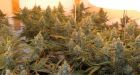 Vancouver Island pot could be Canada's supply