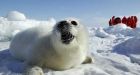 Judge finds animal rights activists not guilty of getting too close to seal hunt