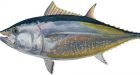 Love of sushi pushes bluefin close to extinction