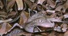 Venomous snake loose after bite puts man in hospital