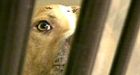 Ontario's top court upholds pit bull ban