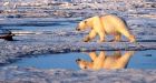 Arctic is melting even in winter