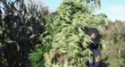 Ruling could affect inspections of suspected grow-ops