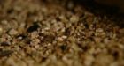 Canada declines to clarify chrysotile asbestos position