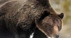 Port Alberni man in critical condition after bear attack