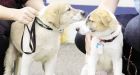 Pets of war provide comfort in Kandahar