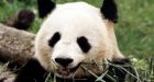 Panda in China zoo bites student who wanted a hug