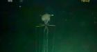 Alien-like Squid With 