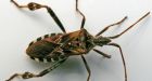 B.C. discovery may lead to bug-sized 'mouse traps'