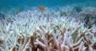 Global warming may kill coral reefs within 40 years