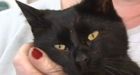 Watch out  your pet could send you to hospital