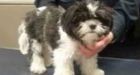 Puppy abandoned in dumpster