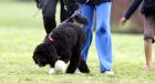 Obamas' new dog, Bo, makes White House debut