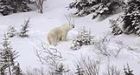 Injured polar bear attracting roadside crowd
