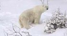 Injured polar bear killed by wildlife officials