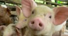 New U.S. swine flu cases spread pandemic fears