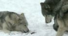 Canadian wolves thriving in U.S. cause lawsuits