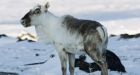 Caribou herds dwindling worldwide: Alberta study