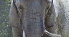 Elephant at Toronto Zoo dies after fall