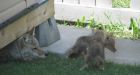 Calgary woman discovers coyote family under her shed