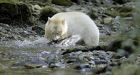 B.C. government expands 'no-hunt' areas for bears