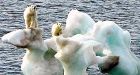 More polar bear populations shrinking from declining sea ice, says new report