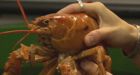 Rare yellow lobster spared from pot by N.B. aquarium
