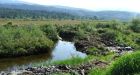 Thousands of fish found dead near riverbank excavation site