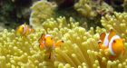 Coral reefs face extinction within 50 years: experts