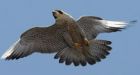 Fledgling falcons take flight in Winnipeg