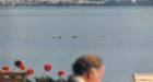 Mystery carcass may be legendary sea monster: expert