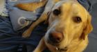 Pet Lab dies after kick